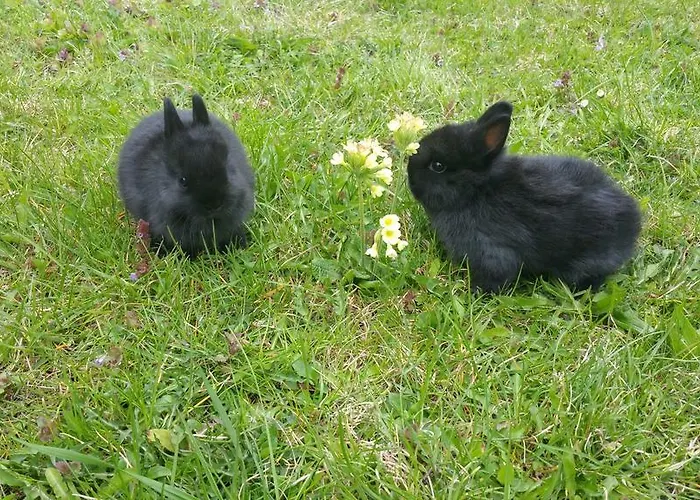 Marteshof Apartman *