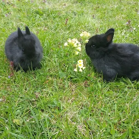 Marteshof Apartment *